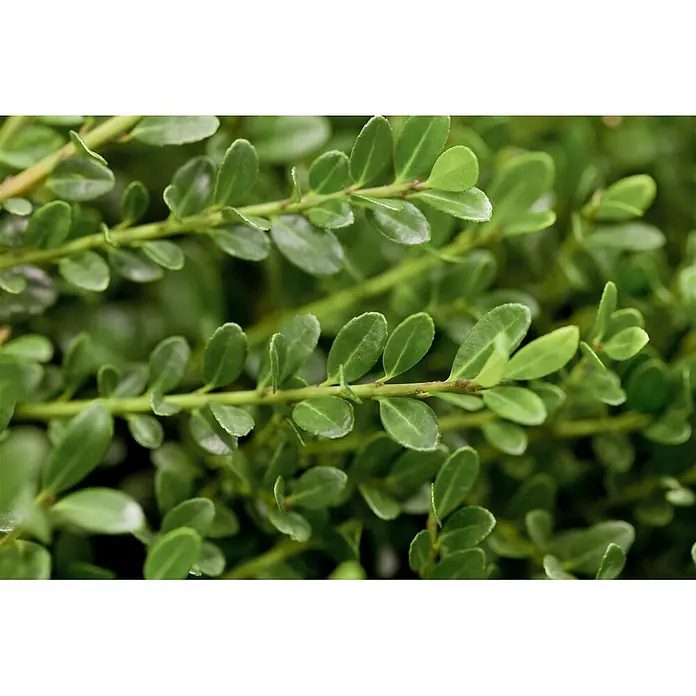 Pflanzen für dich Japan-Stechpalme 30-40 cm - Ilex crenata 'Glorie Gem', Aktuelle Wuchshöhe: 30 cm - 40 cm - Nahaufnahme von leuchtend grünen Pflanzenstielen mit kleinen, ovalen Blättern, die ein dichtes, üppiges Muster bilden.
