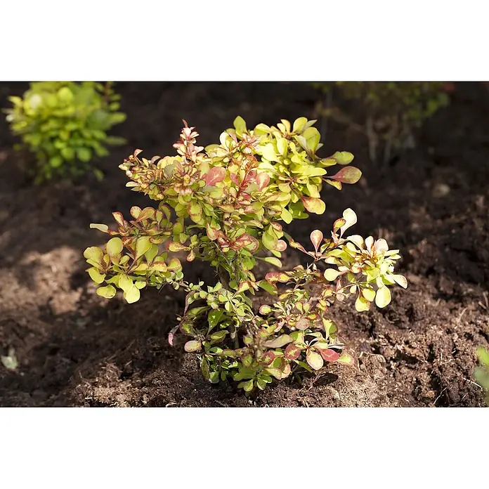 Pflanzen für dich Berberitze 100-125 cm - Berberis thunbergii, 100 cm - 125 cm - Kleiner panaschierter Strauch mit gelb-grünen und roten Blättern in Erde.