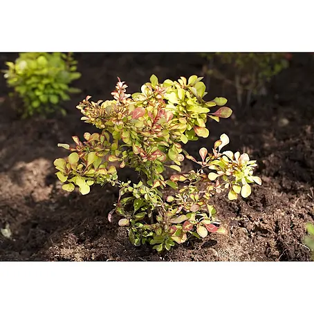 Pflanzen für dich  Berberitze 40-60 cm