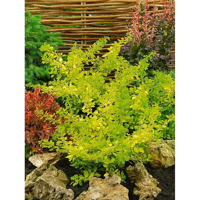 Pflanzen für dich Berberitze 100-125 cm - Berberis thunbergii, 100 cm - 125 cm - Leuchtend limettengrüner Strauch in einem Garten, umgeben von roten Sträuchern, einem Nadelbaum und einem Weidenzaun, mit Steinen im Vordergrund.