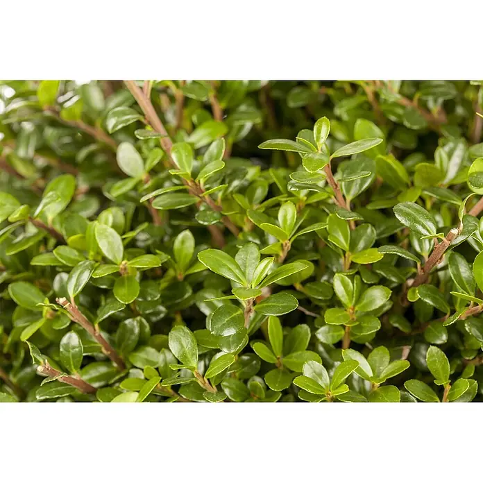 Pflanzen für dich Japan-Stechpalme 30-40 cm - Ilex crenata 'Glorie Gem', Aktuelle Wuchshöhe: 30 cm - 40 cm - Nahaufnahme einer dichten Grünpflanze mit kleinen ovalen Blättern und rötlich-braunen Ästen.