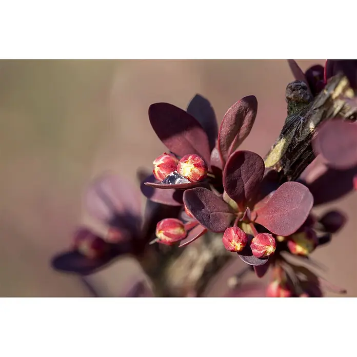 Pflanzen für dich Berberitze 100-125 cm - Berberis thunbergii, 100 cm - 125 cm - Rot-violette Blätter eines Berberitzenstrauchs mit rot-gelben Blütenknospen, ein Blatt trägt einen Wassertropfen.