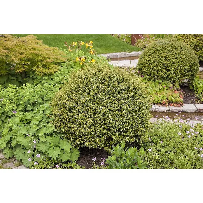 Pflanzen für dich Japan-Stechpalme 30-40 cm - Ilex crenata 'Glorie Gem', Aktuelle Wuchshöhe: 30 cm - 40 cm - Ein dichter, runder grüner Strauch mit helleren Spitzen, der in einer Gartenlandschaft mit anderen Pflanzen und einem Bach gedeiht.