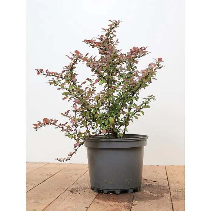 Pflanzen für dich Berberitze 25-30 cm - Berberis thunbergii 'Atropurpurea Nana', 25 cm - 30 cm - Strauch mit rötlich-grünen Blättern in einem dunkelgrauen Plastiktopf.
