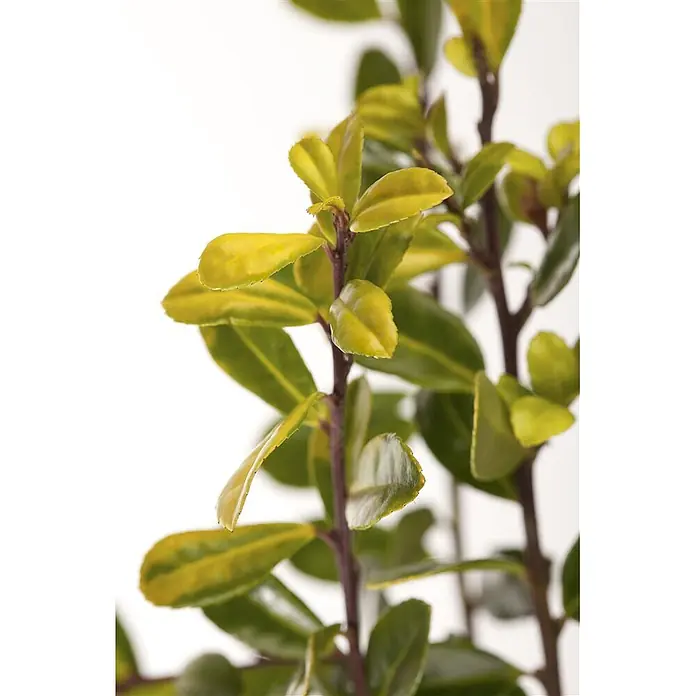 Pflanzen für dich Japan-Stechpalme 30-40 cm - Ilex crenata 'Golden Gem', Aktuelle Wuchshöhe: 30 cm - 40 cm - Nahaufnahme einer Pflanze mit grün-gelb panaschierten Blättern an dunklen Stielen.