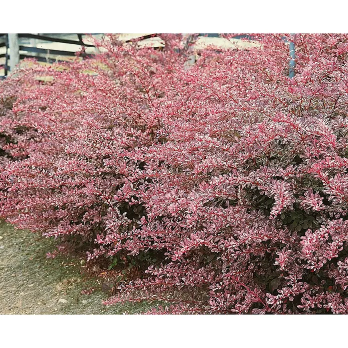 Pflanzen für dich Berberitze 30-40 cm - Berberis thunbergii 'Harlequin', 30 cm - 40 cm - Roter und rosa panaschierter Berberitzenstrauch im Garten.