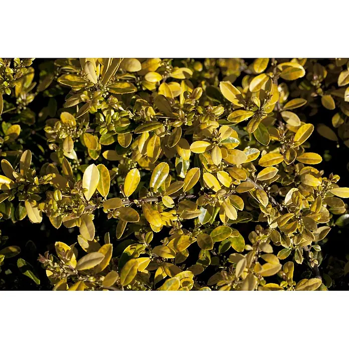 Pflanzen für dich Japan-Stechpalme 30-40 cm - Ilex crenata 'Golden Gem', Aktuelle Wuchshöhe: 30 cm - 40 cm - Nahaufnahme eines Strauchs mit glänzenden, panaschierten gelb-grünen Blättern.