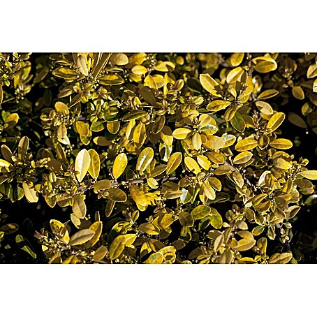wie schnell wachsen thuja smaragd Thuja 
