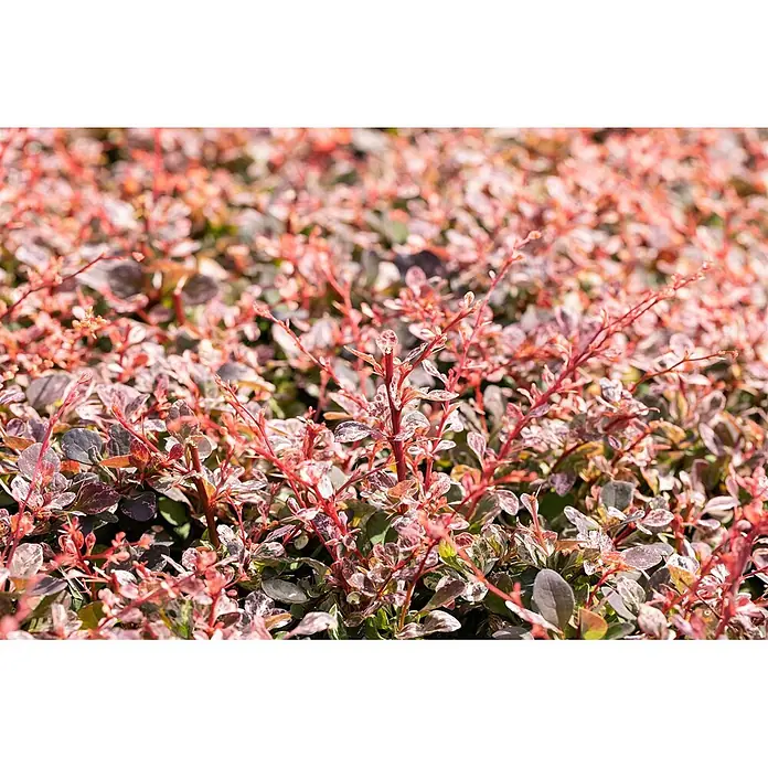 Pflanzen für dich Berberitze 30-40 cm - Berberis thunbergii 'Harlequin', 30 cm - 40 cm - Lebhafter Zierstrauch mit roten Stielen und gesprenkeltem grünem, lila und rosa Laub.