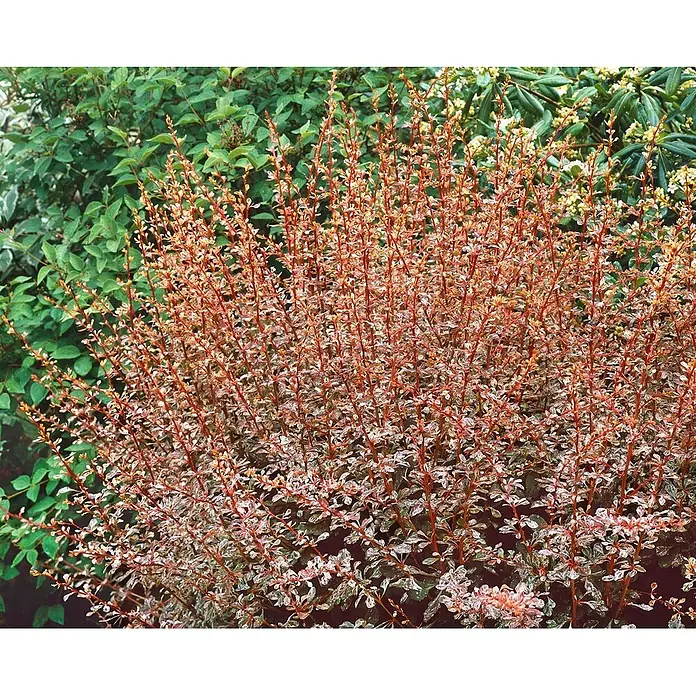 Pflanzen für dich Berberitze 30-40 cm - Berberis thunbergii 'Harlequin', 30 cm - 40 cm - Leuchtender Zierstrauch mit rot-orangen Stielen und panaschierten rosa-weiß-grünen Blättern im Garten.