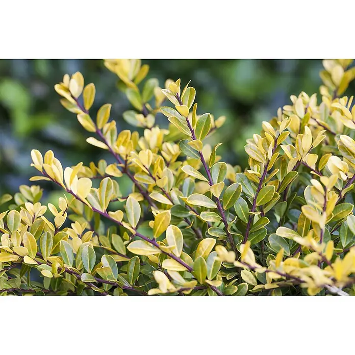 Pflanzen für dich Japan-Stechpalme 30-40 cm - Ilex crenata 'Golden Gem', Aktuelle Wuchshöhe: 30 cm - 40 cm - Nahaufnahme eines lebhaften Busches mit panaschierten gelb-grünen Blättern und markanten lila Stielen.