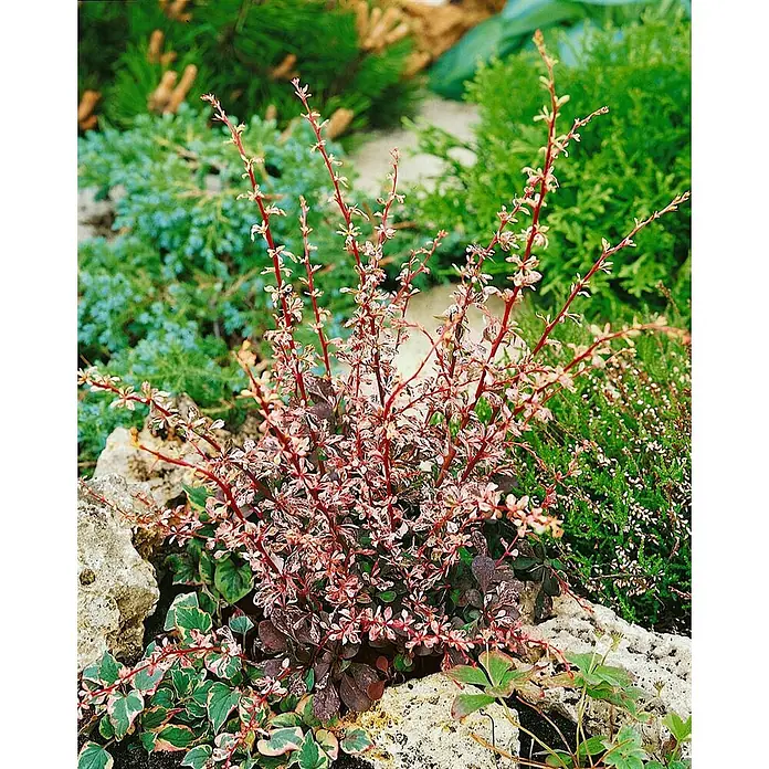 Pflanzen für dich Berberitze 30-40 cm - Berberis thunbergii 'Harlequin', 30 cm - 40 cm - Buntblättrige Berberitze mit roten Stielen und rosa, cremefarbenen, grünen Blättern in einem Steingarten.