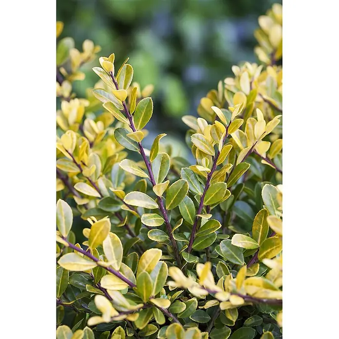 Pflanzen für dich Japan-Stechpalme 30-40 cm - Ilex crenata 'Golden Gem', Aktuelle Wuchshöhe: 30 cm - 40 cm - Nahaufnahme eines Strauchs mit panaschierten grün-gelben Blättern und auffälligen violetten Stängeln.