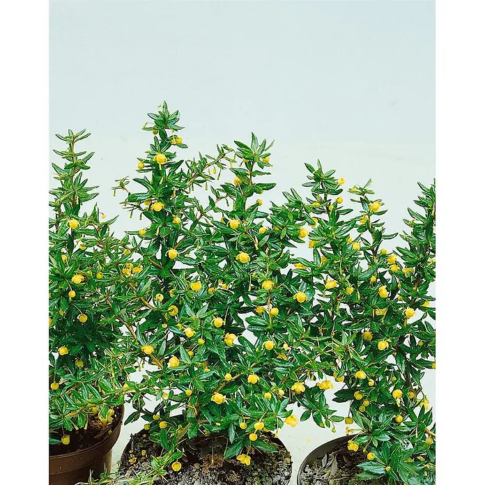 Pflanzen für dich Berberitze 25-30 cm - Berberis candidula 'Jytte', 25 cm - 30 cm - Mehrere grüne Topfsträucher mit kleinen gelben Blüten.