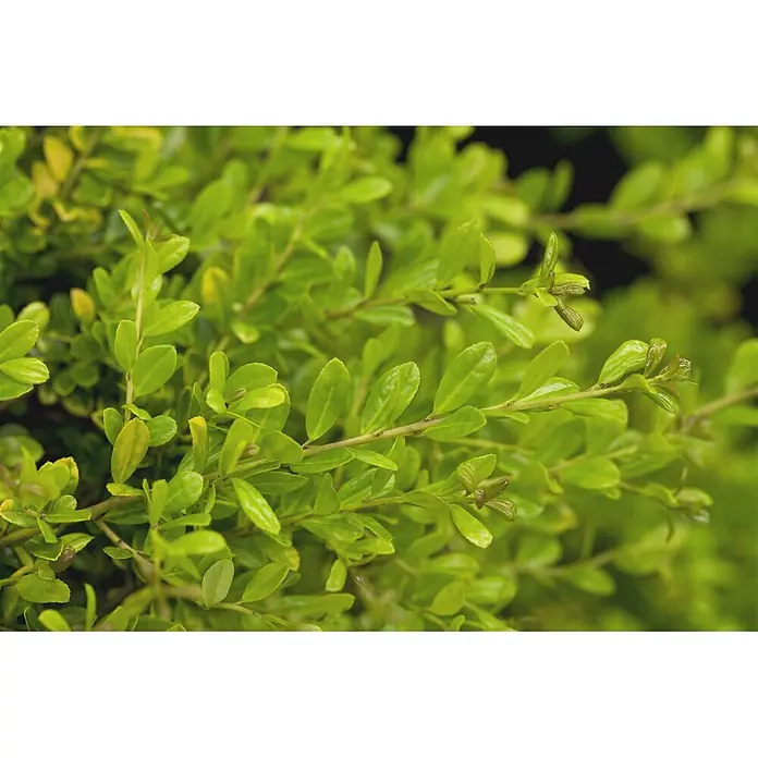 Pflanzen für dich Japan-Stechpalme 30-40 cm - Ilex crenata 'Golden Gem', Aktuelle Wuchshöhe: 30 cm - 40 cm - Strahlend grünes Laub mit kleinen, glänzenden Blättern eines dichten Strauchs.