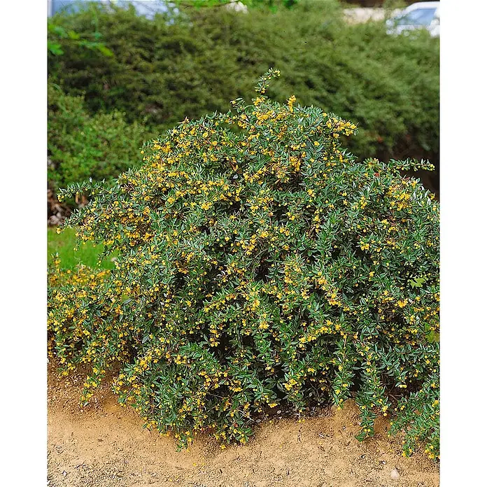 Pflanzen für dich Berberitze 25-30 cm - Berberis candidula 'Jytte', 25 cm - 30 cm - Dichter grüner Strauch mit vielen kleinen leuchtend gelben glockenförmigen Blüten, wachsend in einem Beet mit brauner Erde.