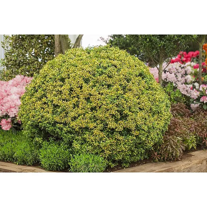 Pflanzen für dich Japan-Stechpalme 30-40 cm - Ilex crenata 'Golden Gem', Aktuelle Wuchshöhe: 30 cm - 40 cm - Ein großer, runder Strauch mit panaschierten grün-gelben Blättern, gepflanzt in einem Gartenbeet mit anderen Pflanzen.