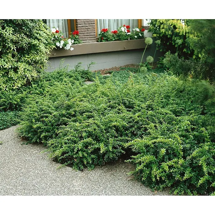 Pflanzen für dich Berberitze 20-25 cm - Berberis candidula, 20 cm - 25 cm - Dichte grüne Bodendecker säumen einen strukturierten Gartenweg.