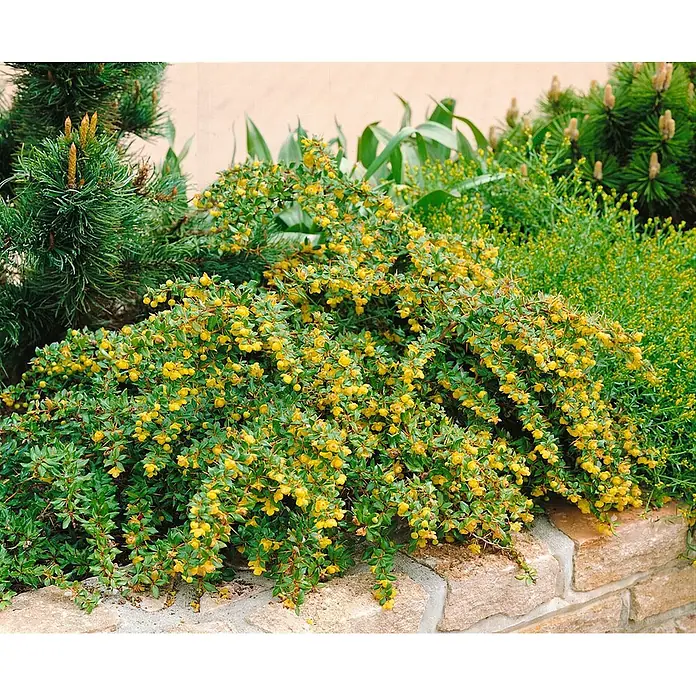 Pflanzen für dich Berberitze 20-25 cm - Berberis candidula, 20 cm - 25 cm - Leuchtend gelb blühender Berberitzenstrauch, der über eine Steinmauer in einer Gartenanlage fällt.