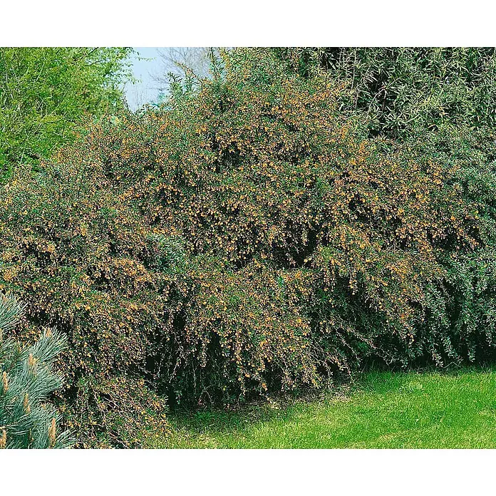 Pflanzen für dich Berberitze 20-25 cm - Berberis candidula, 20 cm - 25 cm - Ein üppiger grüner Busch, dicht bedeckt mit kleinen gelben Blüten, in einer Gartenumgebung mit Gras.