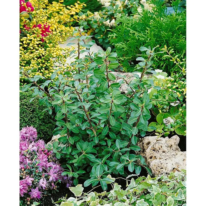 Pflanzen für dich Japan-Stechpalme 40-60 cm - Ilex crenata 'Caroline Upright', Aktuelle Wuchshöhe: 40 cm - 60 cm - Üppiger grüner Strauch mit kleinen ovalen Blättern und rötlichen Stielen, der in einem vielfältigen Garten mit Blütenpflanzen und Zierfelsen gedeiht.