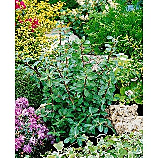 thuja hecke düngen Purgrün Thuja-Dünger 1 kg main image 1