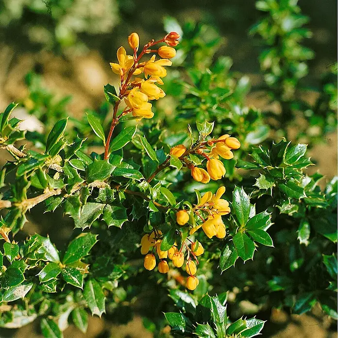 Pflanzen für dich Berberitze 20-25 cm - Berberis candidula, 20 cm - 25 cm - Grüner Strauch mit stacheligen Blättern und leuchtend gelben Blüten in Büscheln, blühend in natürlicher Umgebung.