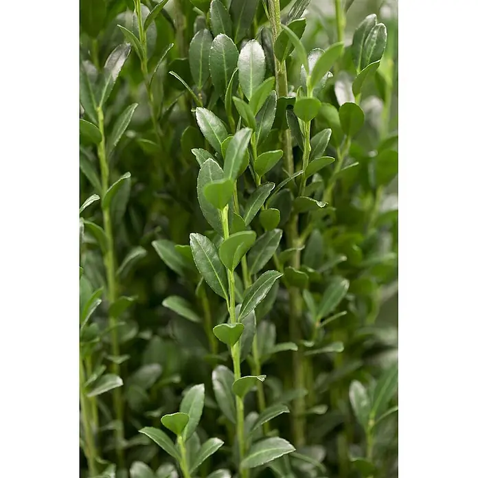 Pflanzen für dich Japan-Stechpalme 20-30 cm - Ilex crenata 'Fastigiata', Aktuelle Wuchshöhe: 20 cm - 30 cm - Nahaufnahme von dichtem, grünem Pflanzenlaub mit kleinen, glänzenden Blättern.