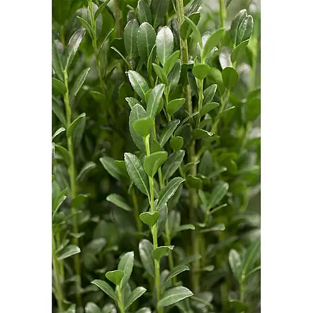 Pflanzen für dich  Japan-Stechpalme 100-125 cm