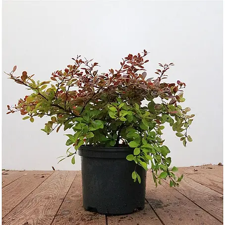 Pflanzen für dich  Berberitze 25-30 cm