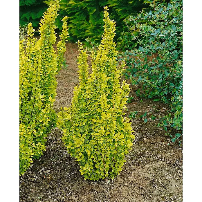 Pflanzen für dich Berberitze 60-80 cm - Berberis thunbergii 'Golden Torch', 60 cm - 80 cm - Lebhaft gelbe, säulenförmige Sträucher in einem Garten.