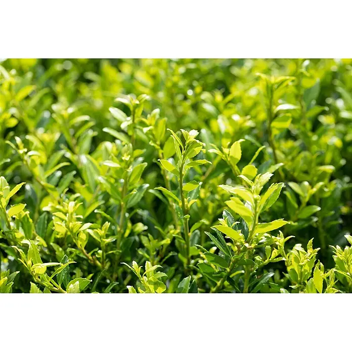 Pflanzen für dich Japan-Stechpalme 15-20 cm - Ilex crenata 'Twiggy', Aktuelle Wuchshöhe: 15 cm - 20 cm - Hellgrünes, dichtes Laub eines Strauchs oder einer Hecke, glänzend im Sonnenlicht.