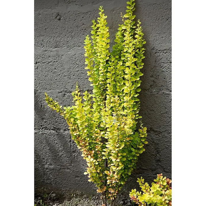 Pflanzen für dich Berberitze 60-80 cm - Berberis thunbergii 'Golden Torch', 60 cm - 80 cm - Leuchtend gelbgrüner Strauch mit kleinen Blättern an einer dunkelgrauen Struktumauer.