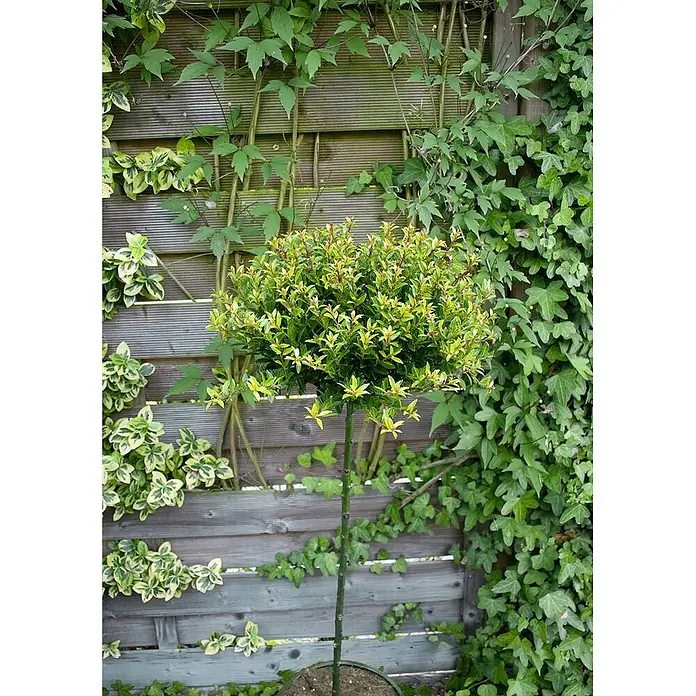 Pflanzen für dich Japan-Stechpalme 15-20 cm - Ilex crenata 'Twiggy', Aktuelle Wuchshöhe: 15 cm - 20 cm - Eine getopfte, kugelförmige Topiary-Pflanze mit lebhaft grünen und gelblichen Blättern vor einem Holzzaun mit Kletterpflanzen.