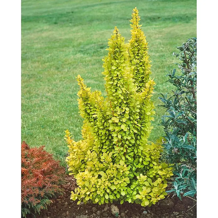 Pflanzen für dich Berberitze 60-80 cm - Berberis thunbergii 'Golden Torch', 60 cm - 80 cm - Leuchtend gelb-grüner säulenförmiger Strauch mit kleinen Blättern, gepflanzt in einem Gartenbeet neben roten und grünen Laubpflanzen.