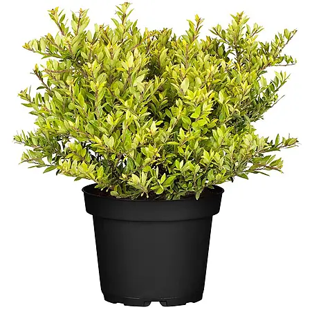 Pflanzen für dich  Japan-Stechpalme 20-30 cm