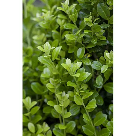 Pflanzen für dich  Japan-Stechpalme 60-80 cm