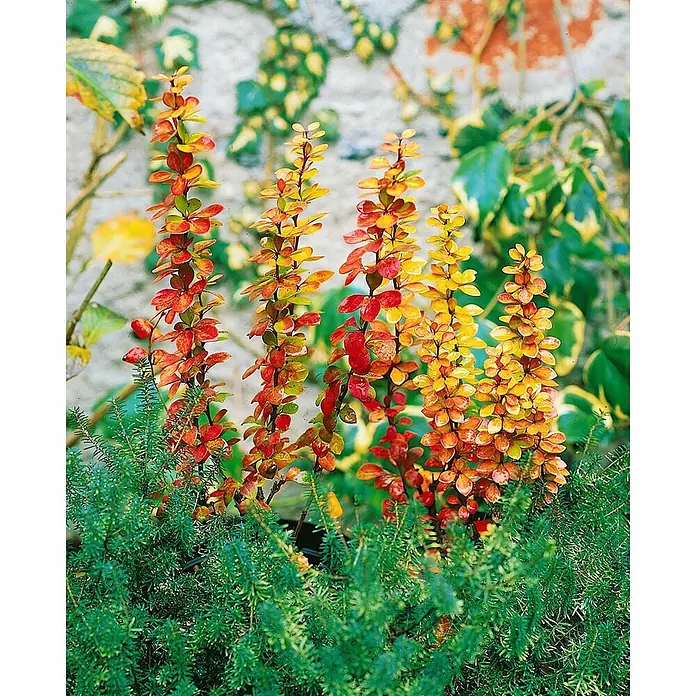 Pflanzen für dich Berberitze 60-80 cm - Berberis thunbergii 'Golden Torch', 60 cm - 80 cm - Lebhafter Gartenzierstrauch mit roten, orangen und gelben Blättern, umgeben von grünem Laub.