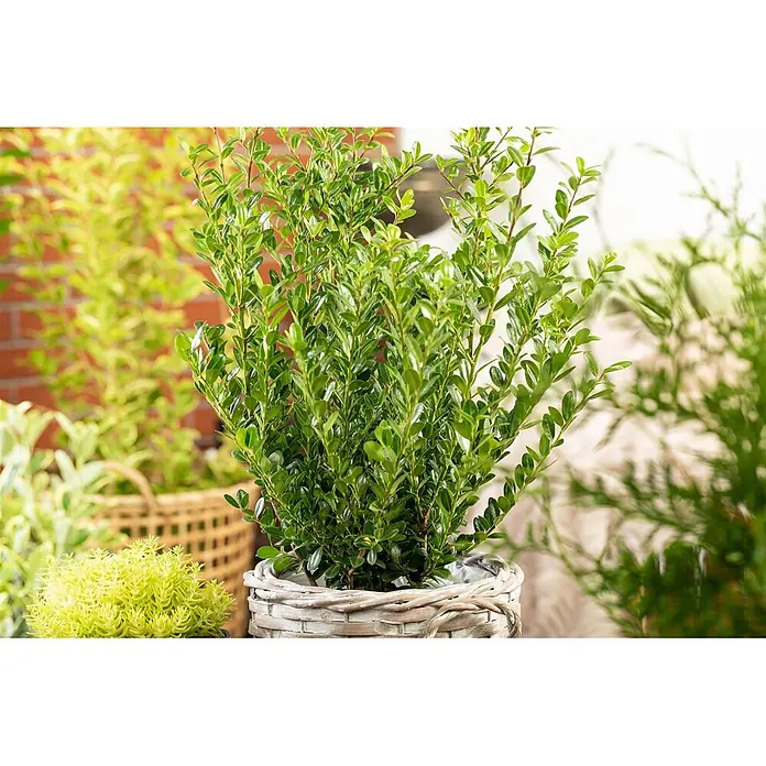 Pflanzen für dich Japan-Stechpalme 40-50 cm - Ilex crenata 'Robustico', Aktuelle Wuchshöhe: 40 cm - 50 cm - Üppige Grünpflanze in einem runden, hellgrauen geflochtenen Topf.