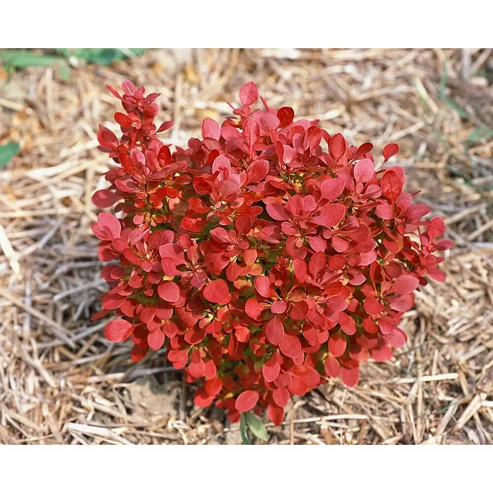 Pflanzen für dich Berberitze 30-40 cm - Berberis thunbergii 'Lutin Rouge', 30 cm - 40 cm - Leuchtend roter Zierstrauch in einem Bett aus hellem Rindenmulch.