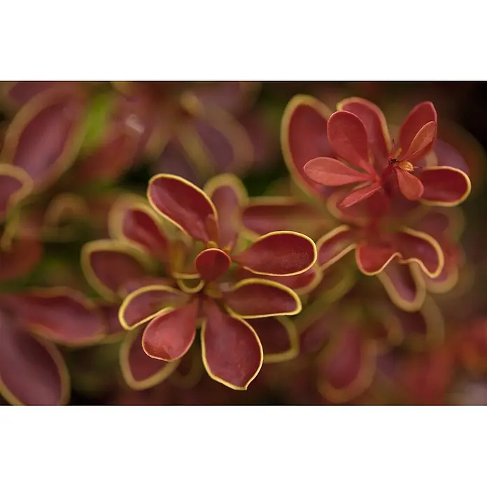 Pflanzen für dich Berberitze 20-25 cm - Berberis thunbergii 'Admiration', 20 cm - 25 cm - Leuchtend rote Pflanzenblätter mit leuchtend gelben Rändern, dicht beieinander in natürlicher Umgebung.