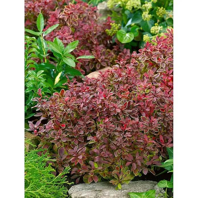 Pflanzen für dich Berberitze 20-25 cm - Berberis thunbergii 'Admiration', 20 cm - 25 cm - Kompakter Zierstrauch mit tiefroten, hellgrün umrandeten Blättern in einer Gartenlandschaft.