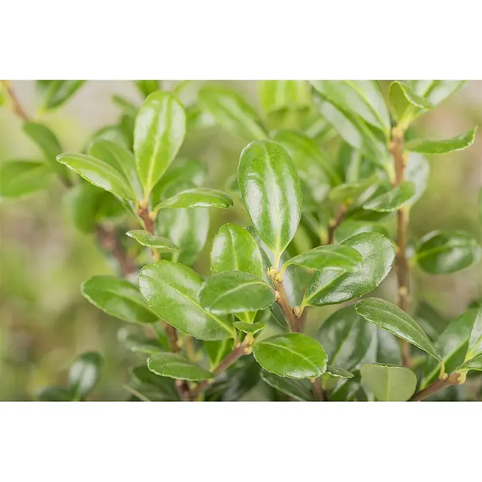 Pflanzen für dich Japan-Stechpalme 40-50 cm - Ilex crenata 'Robustico', Aktuelle Wuchshöhe: 40 cm - 50 cm - Nahaufnahme einer Pflanze mit zahlreichen glänzenden grünen Blättern und sichtbaren Stängeln.