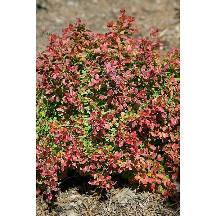 Pflanzen für dich Berberitze 20-25 cm - Berberis thunbergii 'Admiration', 20 cm - 25 cm - Dichter Strauch mit kleinen, rötlich-grünen Blättern in natürlicher Umgebung.