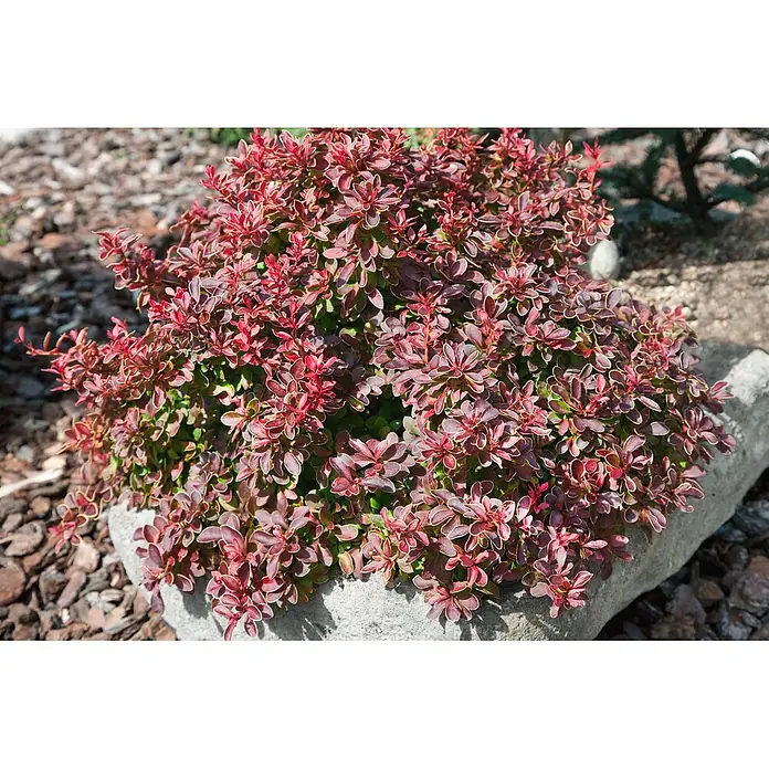 Pflanzen für dich Berberitze 20-25 cm - Berberis thunbergii 'Admiration', 20 cm - 25 cm - Kompakter, rot-violetter Berberitzenstrauch in einem Steingarten.