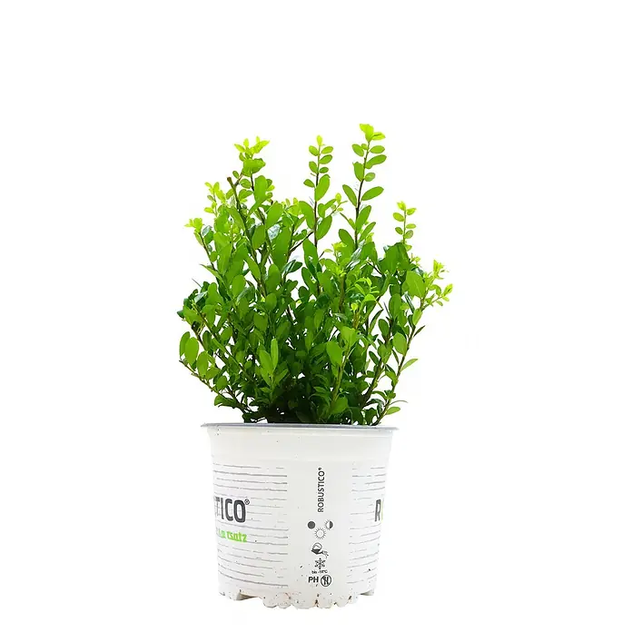 Pflanzen für dich Japan-Stechpalme 20-25 cm - Ilex crenata 'Robustico', Aktuelle Wuchshöhe: 20 cm - 25 cm - Eine kleine, leuchtend grüne Blattpflanze in einem weißen Plastiktopf mit sichtbarem Branding.
