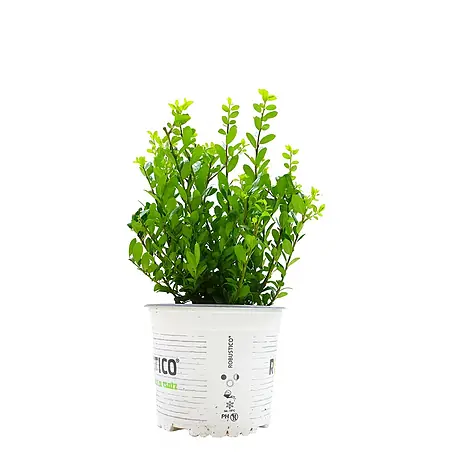 Pflanzen für dich  Japan-Stechpalme 20-25 cm