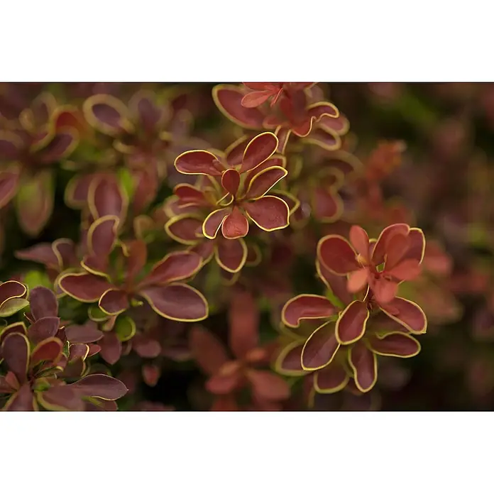 Pflanzen für dich Berberitze 20-25 cm - Berberis thunbergii 'Admiration', 20 cm - 25 cm - Rote und grüne Blätter mit leuchtend gelben Rändern.