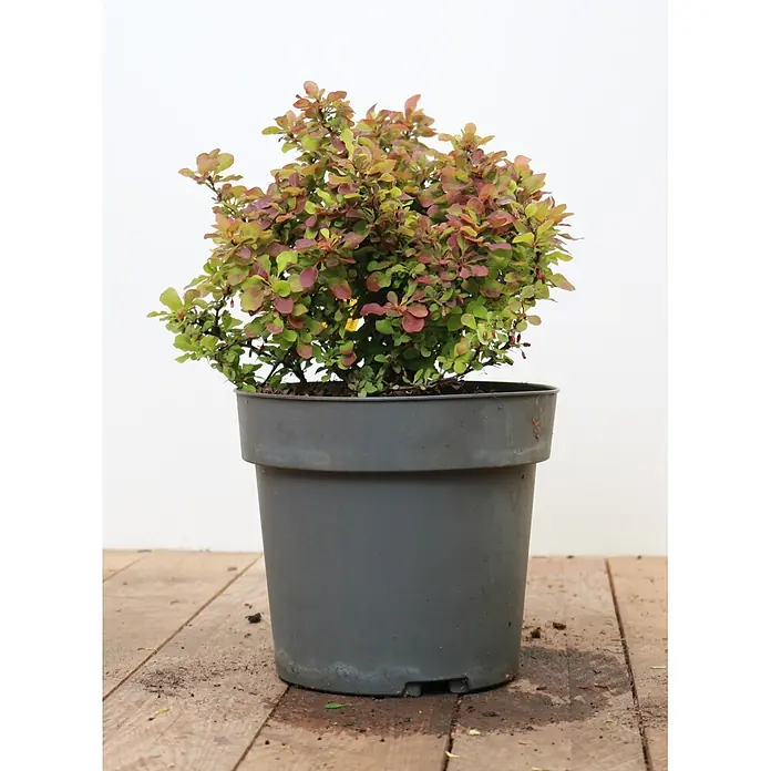 Pflanzen für dich Berberitze 20-25 cm - Berberis thunbergii 'Admiration', 20 cm - 25 cm - Kleiner Zierstrauch mit grünen und roten Blättern in einem dunkelgrauen Plastiktopf.
