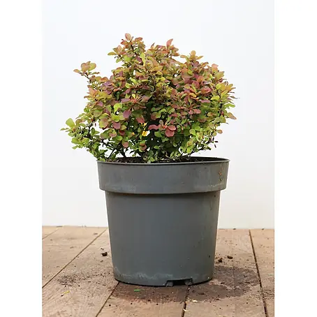 Pflanzen für dich  Berberitze 20-25 cm
